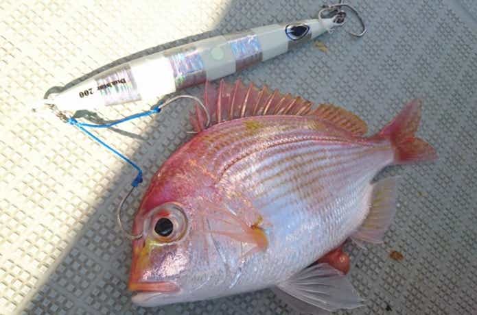 ジギングで釣れたキダイ
