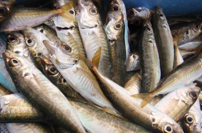 サビキ釣り