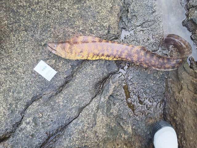 ウツボ釣り