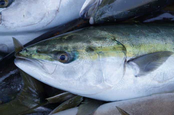 釣り上げられたブリ
