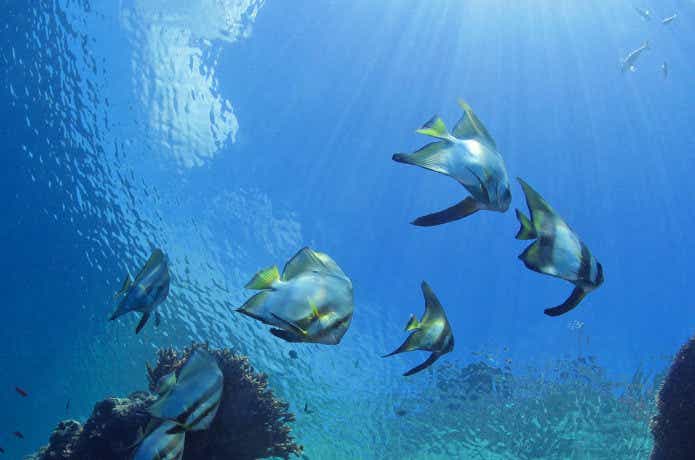 ツバメウオの水中画像