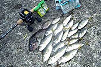 ベイトフィネスの釣果画像