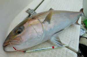 カンパチは青物随一の美味! ブリやヒラマサとの見分け方や食べ カンパチは青物随一の美味! ブリやヒラマサとの見分け方や食べ