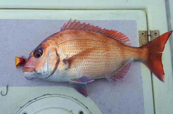 ひとつテンヤ仕掛けで釣った真鯛