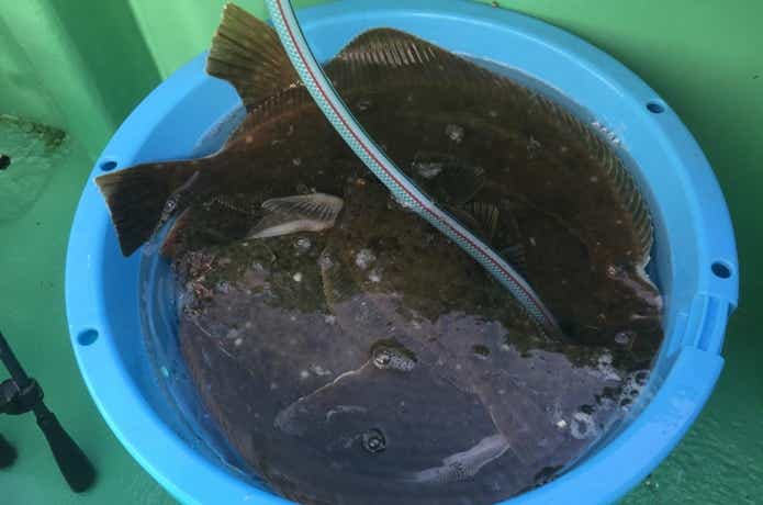 大漁のカレイ
