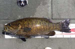 野尻湖のスモールマウスバス