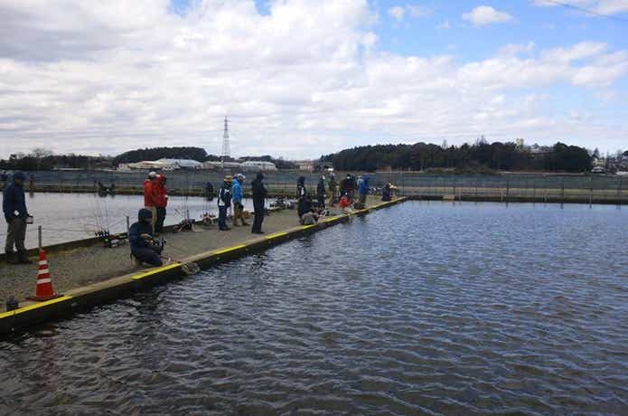 座間養魚場のトラウト池
