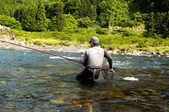 アユ（鮎）はどんな魚？苔を食べるだけじゃない？驚きの生態とは