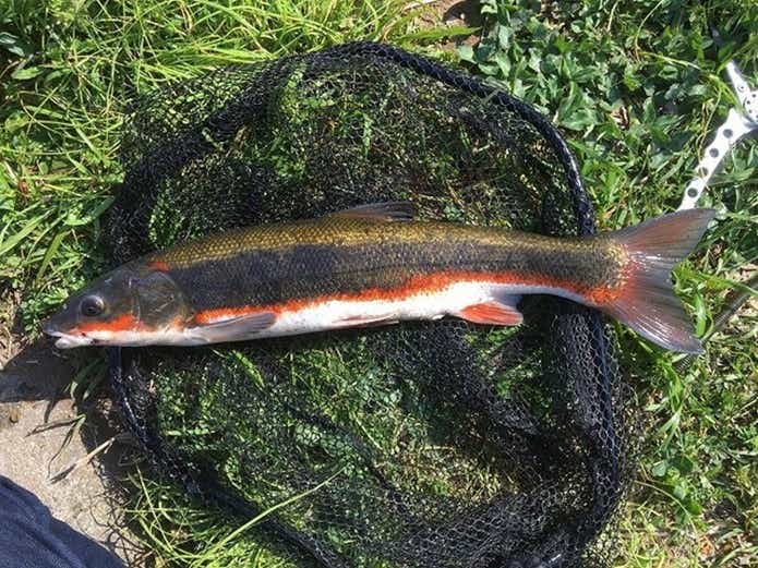 釣られたマルタウグイ