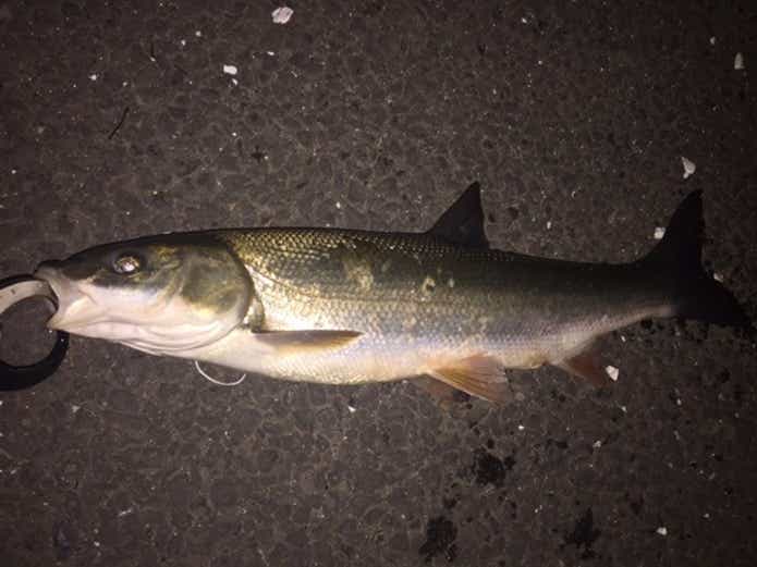 夜釣られたマルタウグイ