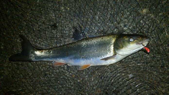 ルアーで釣れたマルタウグイ