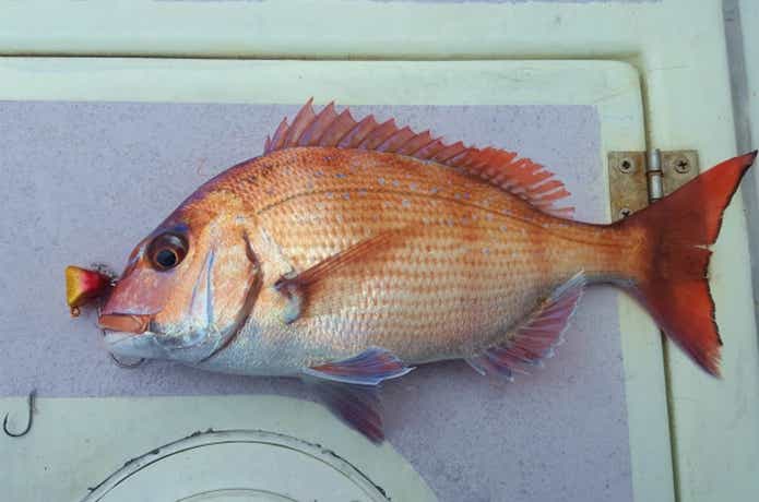 テンヤで真鯛を釣った画像