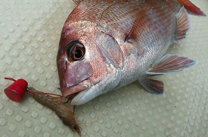テンヤで釣った真鯛