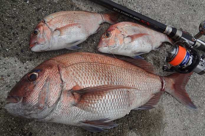 堤防で釣った真鯛