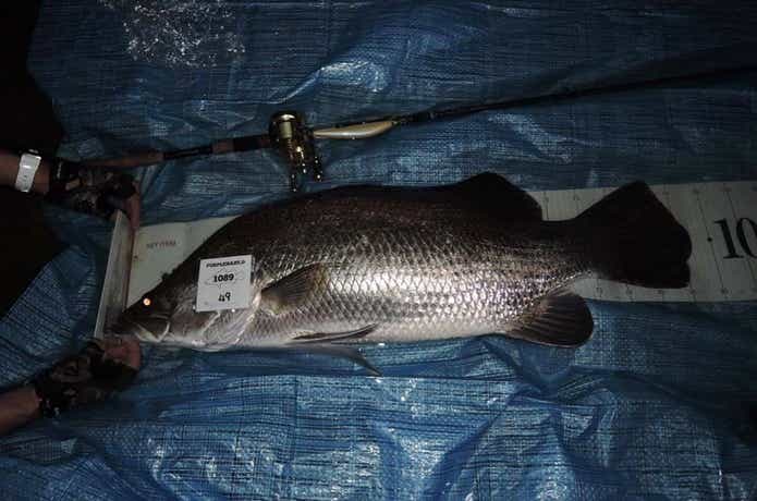 アカメ釣りの画像