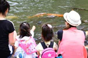 鯉の池をみる親子