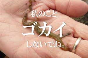 ゴカイ