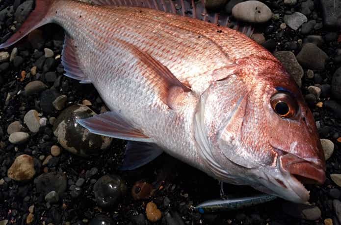 ルアーで釣れたマダイ