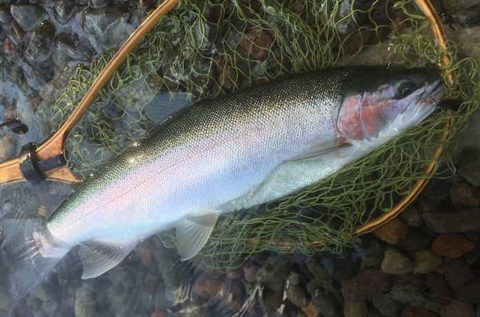 支笏湖のレインボートラウト