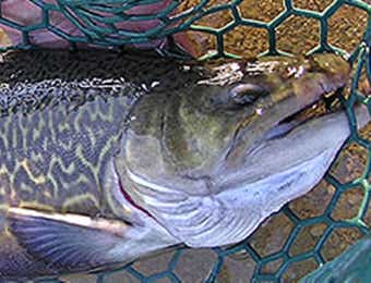 瑞浪フィッシングパークのタイガートラウト