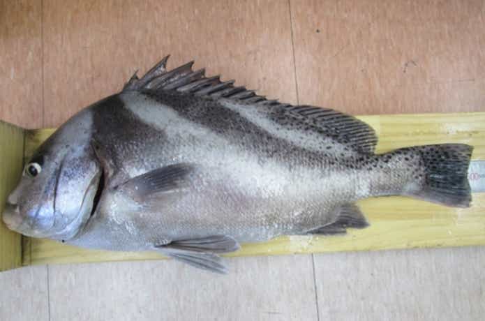 コショウダイ