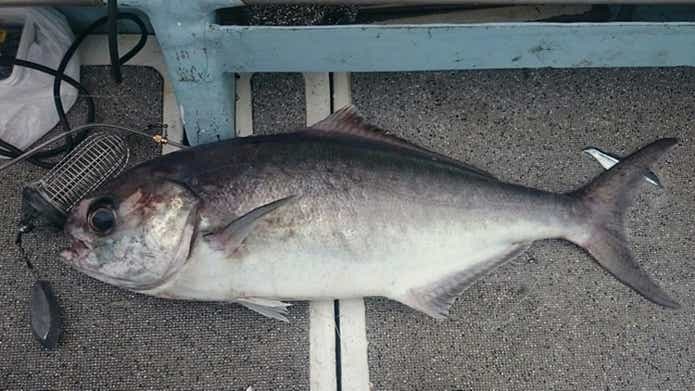 釣り上げられたメダイ