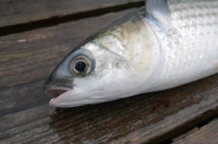 ボラ　釣り