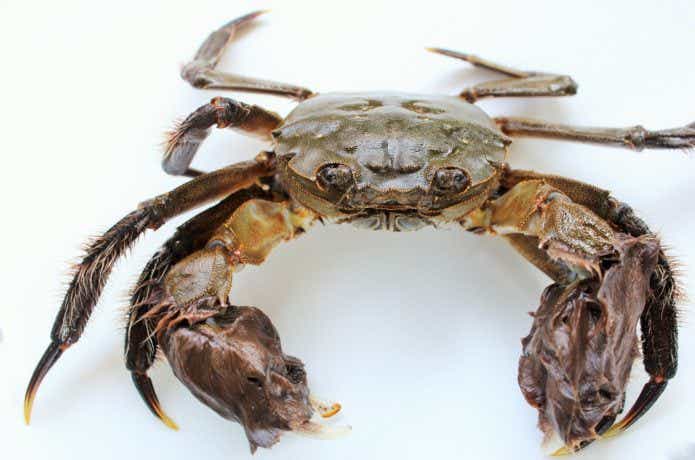 wxsshishuaibモクズガニ モクズガニ属 - Wikipedia