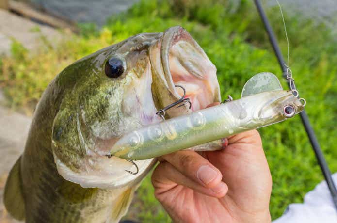 バス釣りの画像