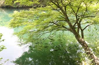 野池と魚の画像
