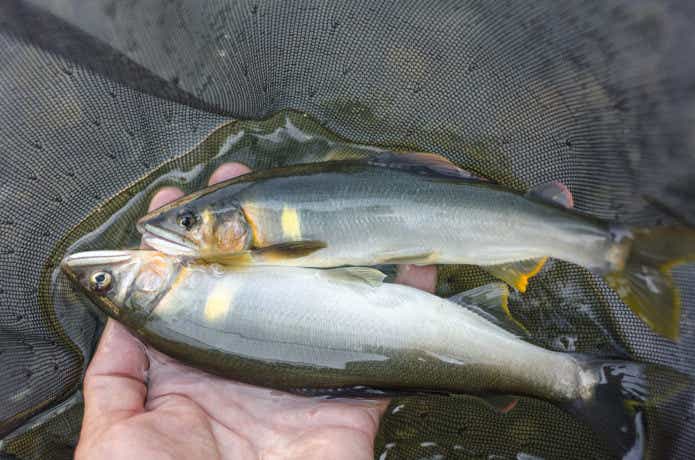 アユ（鮎）はどんな魚？苔を食べるだけじゃない？驚きの生態とは