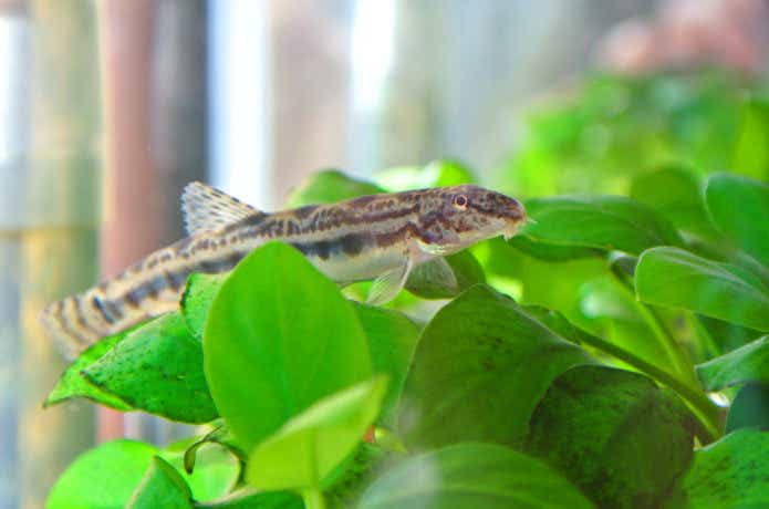 シマドジョウ