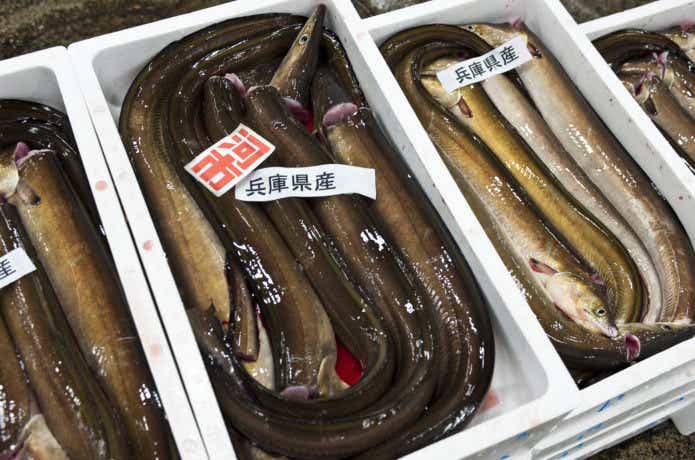 市場のハモ