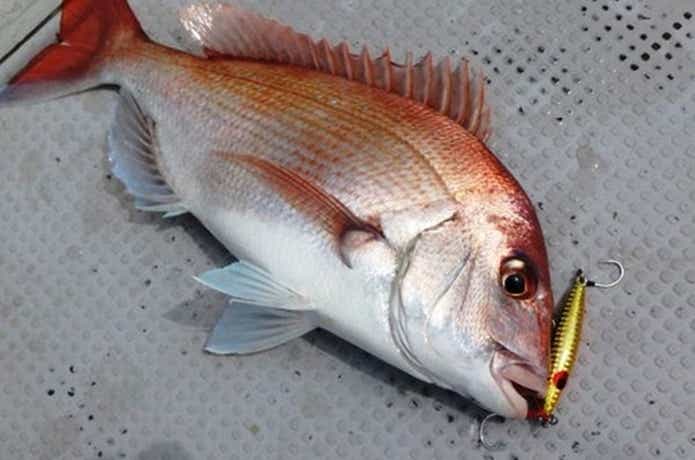 ジグで釣れた真鯛