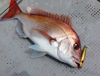 ルアーで真鯛が釣れた画像