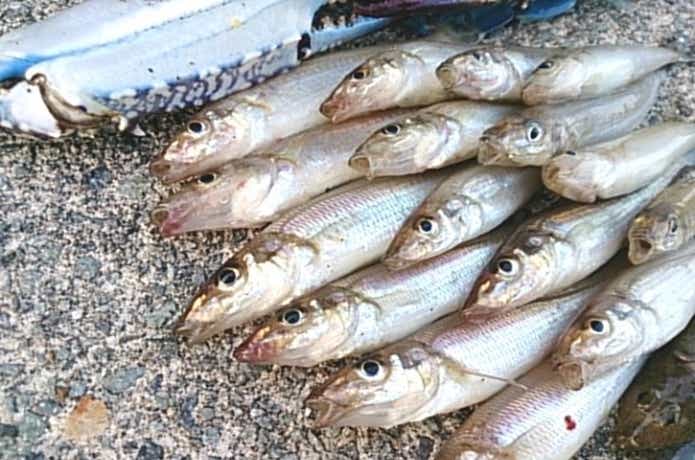 投げ釣りの釣果