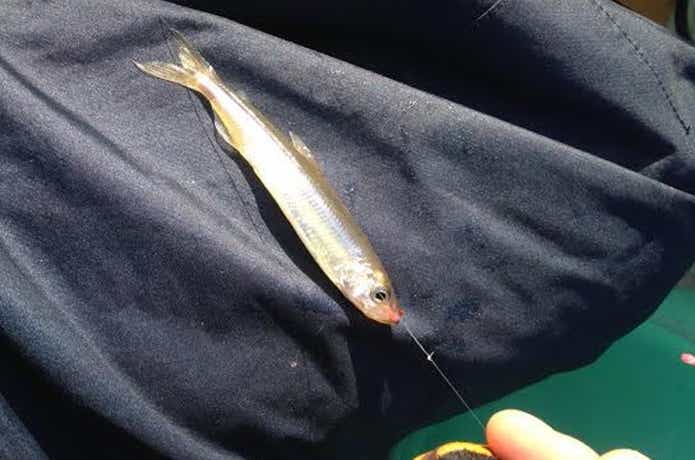 ワカサギ釣り