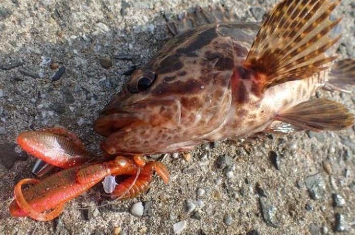 ベッコウゾイの画像