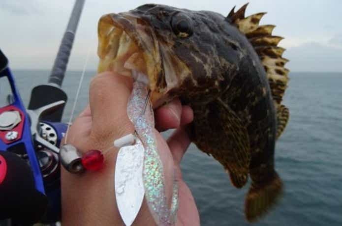 ベッコウゾイの釣りの画像
