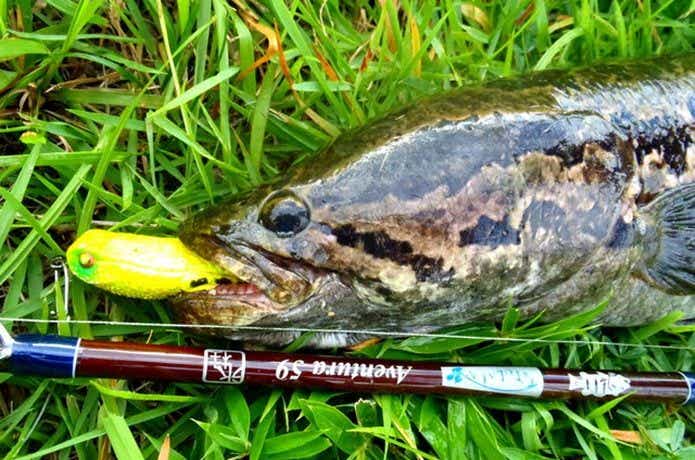 タイワンドジョウ