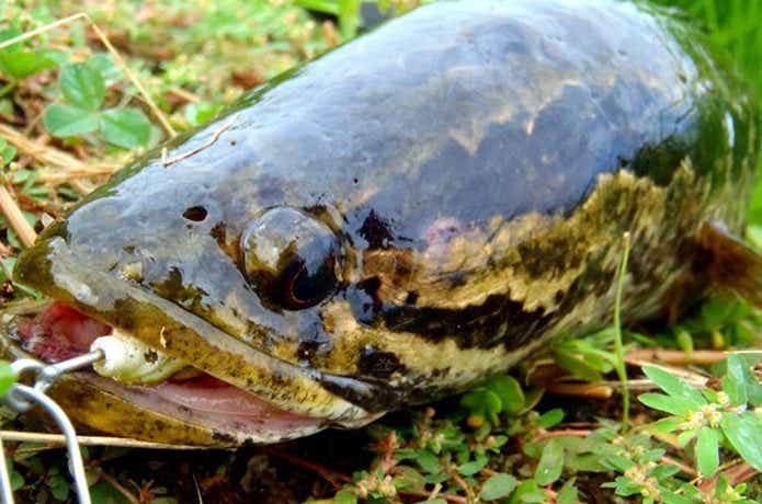 タイワンドジョウ