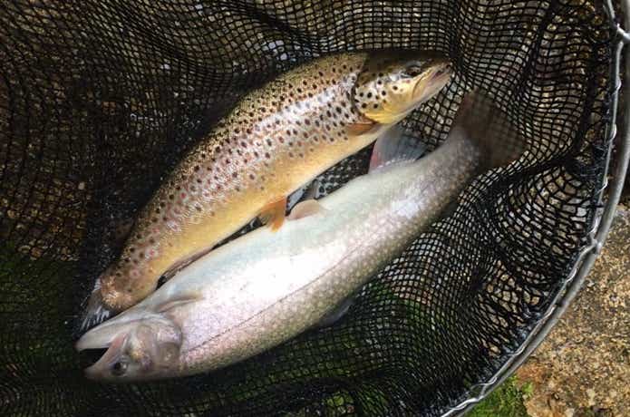 千早川マス釣り場で釣った鱒