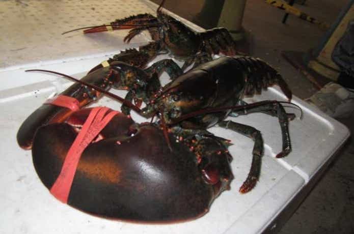 オマール海老