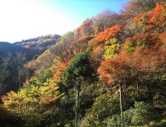 紅葉