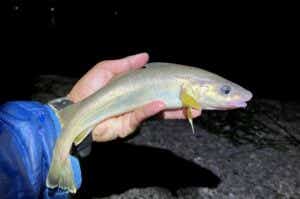 コマイ氷下魚