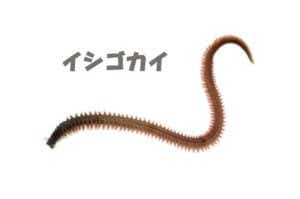 イシゴカイの画像