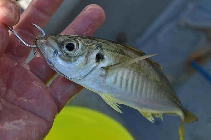 アジの泳がせ釣り