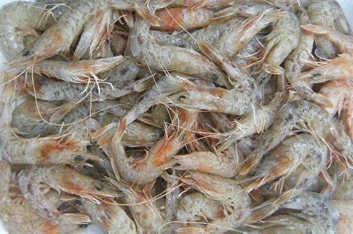 エビ餌