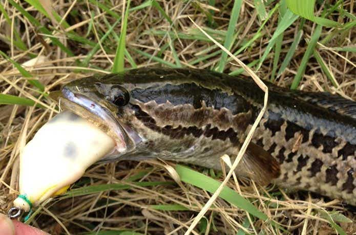 タイワンドジョウ