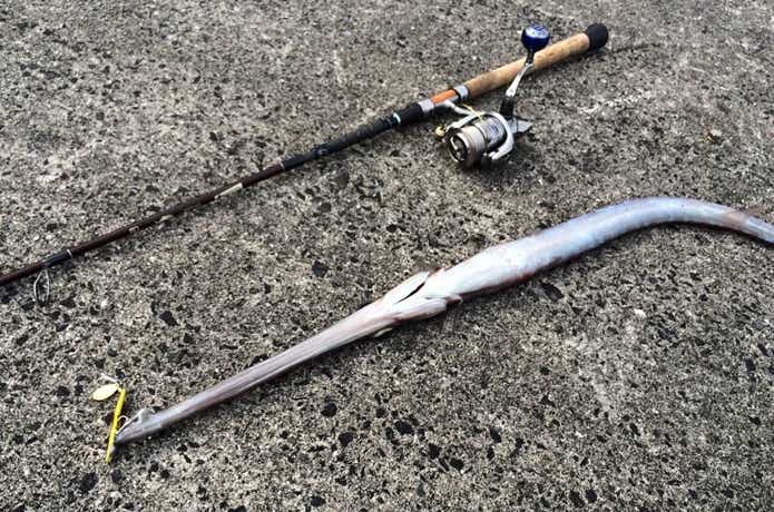 釣れたアオヤガラ